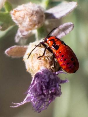 Punaise à damier Spilostethus saxatilis (Scopoli, 1763)