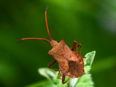 Corée marginée Coreus marginatus (Linnaeus, 1758)