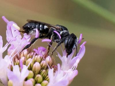  Megachile apicalis Spinola, 1808