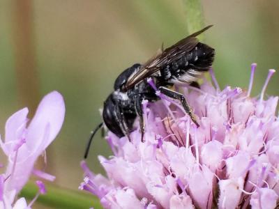  Megachile apicalis Spinola, 1808