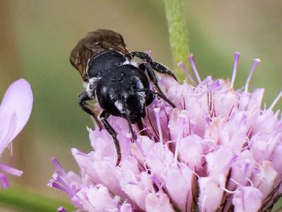  Megachile apicalis Spinola, 1808