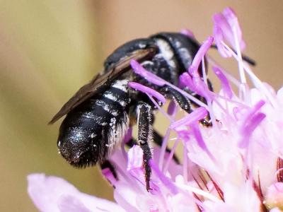  Megachile apicalis Spinola, 1808