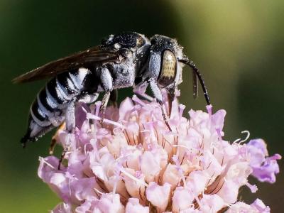  Coelioxys argentea Lepeletier, 1841