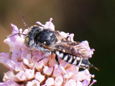  Coelioxys argentea Lepeletier, 1841