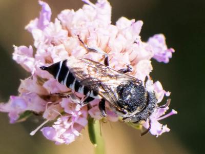  Coelioxys argentea Lepeletier, 1841