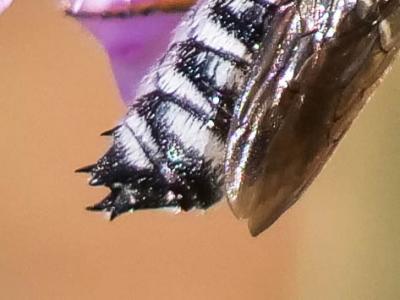  Coelioxys argentea Lepeletier, 1841