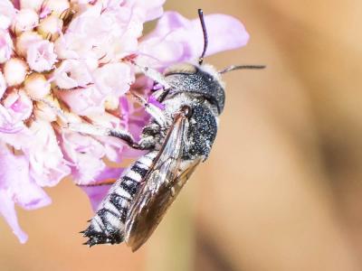  Coelioxys argentea Lepeletier, 1841