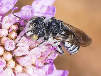  Coelioxys argentea Lepeletier, 1841