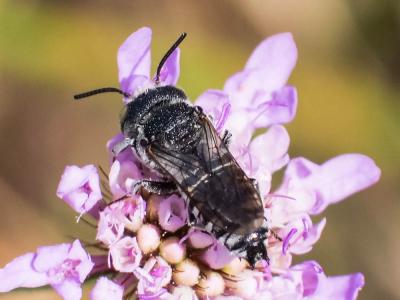  Coelioxys argentea Lepeletier, 1841