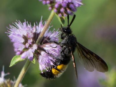  Scolia hirta hirta (Schrank, 1781)
