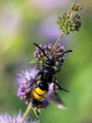  Scolia hirta hirta (Schrank, 1781)