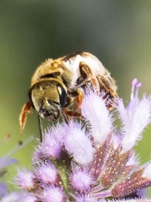  Seladonia subaurata (Rossi, 1792)