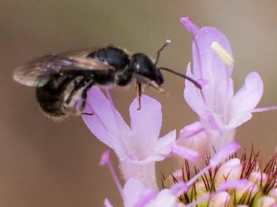  Lasioglossum Curtis, 1833
