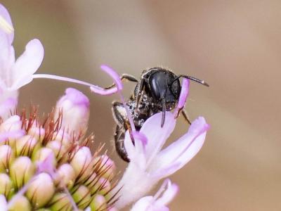  Lasioglossum Curtis, 1833