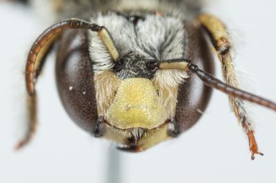  Anthidium taeniatum Latreille, 1809