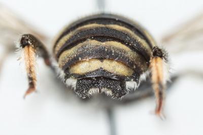  Anthidium taeniatum Latreille, 1809