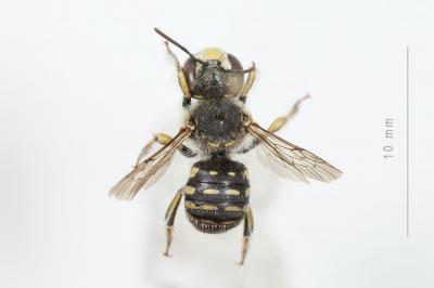  Anthidium taeniatum Latreille, 1809