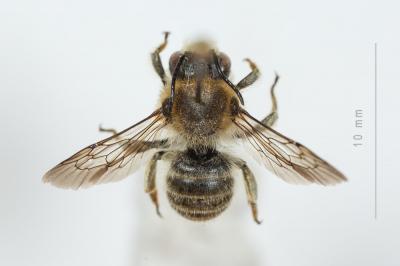  Trachusa byssina (Panzer, 1798)