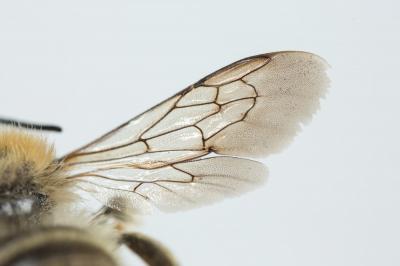  Trachusa byssina (Panzer, 1798)