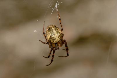  Metellina merianae (Scopoli, 1763)