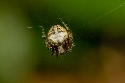  Neoscona subfusca (C.L. Koch, 1837)