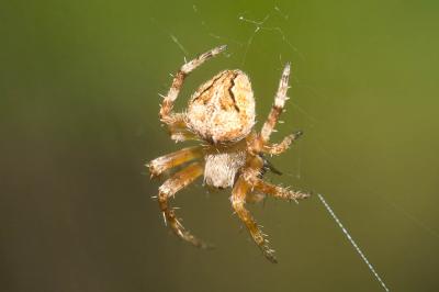  Neoscona subfusca (C.L. Koch, 1837)