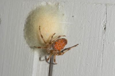 Épeire diadème Araneus diadematus Clerck, 1758