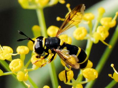  Ceriana vespiformis (Latreille, 1804)