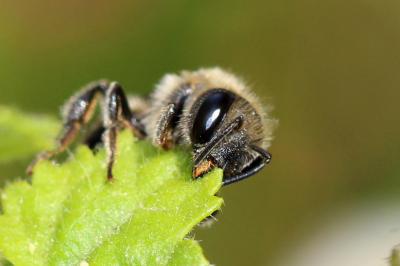  Osmia melanogaster Spinola, 1808
