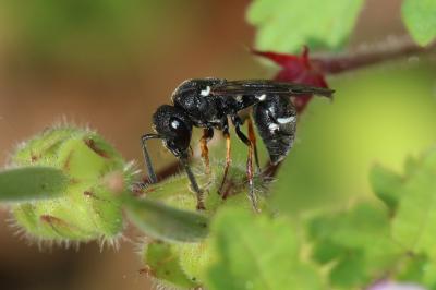  Leptochilus de Saussure, 1853