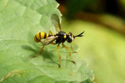  Leopoldius coronatus (Rondani, 1857)