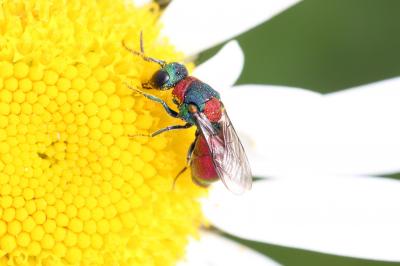  Pseudochrysis uniformis