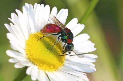  Pseudochrysis uniformis