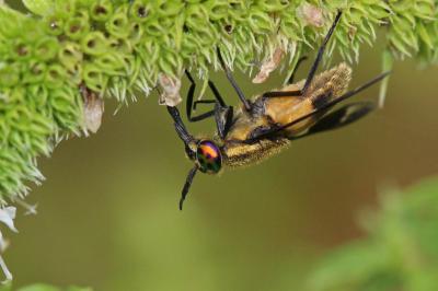  Chrysops caecutiens (Linnaeus, 1758)