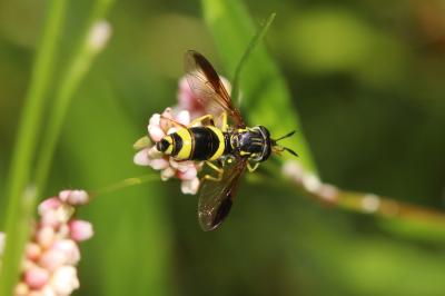  Chrysotoxum bicinctum (Linnaeus, 1758)