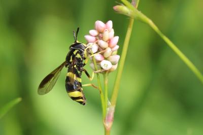  Chrysotoxum bicinctum (Linnaeus, 1758)