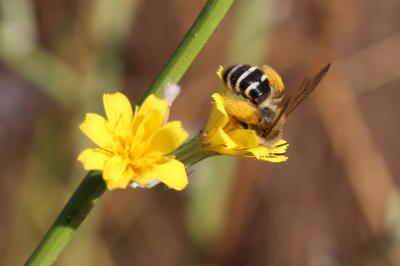  Dasypoda hirtipes (Fabricius, 1793)
