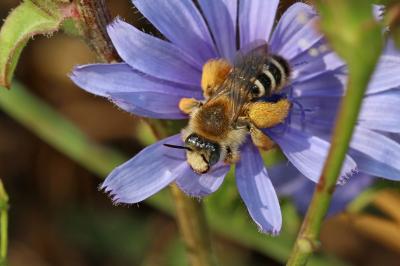  Dasypoda hirtipes (Fabricius, 1793)