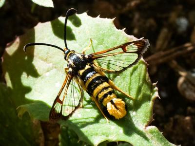 Sésie vespiforme Synanthedon vespiformis (Linnaeus, 1760)