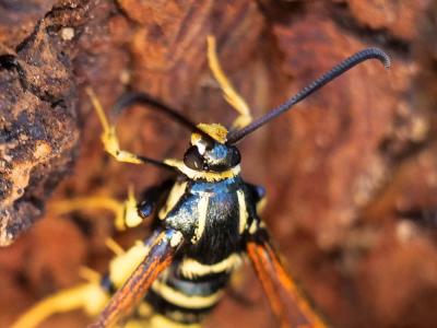 Sésie vespiforme Synanthedon vespiformis (Linnaeus, 1760)