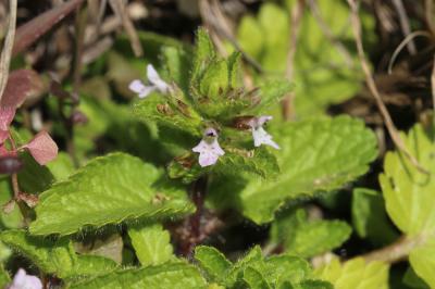 Épiaire des champs Stachys arvensis (L.) L., 1763