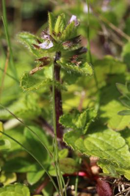 Épiaire des champs Stachys arvensis (L.) L., 1763