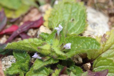 Épiaire des champs Stachys arvensis (L.) L., 1763