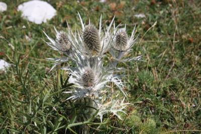 Panicaut blanc des Alpes, Chardon blanc Eryngium spinalba Vill., 1779
