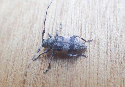  Acanthocinus griseus (Fabricius, 1792)