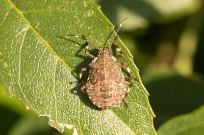 Punaise diabolique Halyomorpha halys (Stål, 1855)