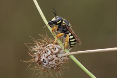  Trachusa integra (Eversmann, 1852)