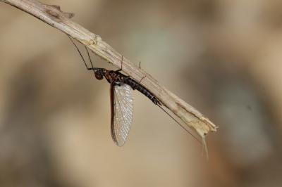  Choroterpes picteti (Eaton, 1871)