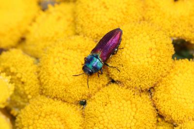 Anthaxia ignipennis Abeille de Perrin, 1882