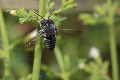  Coelioxys Latreille, 1809
